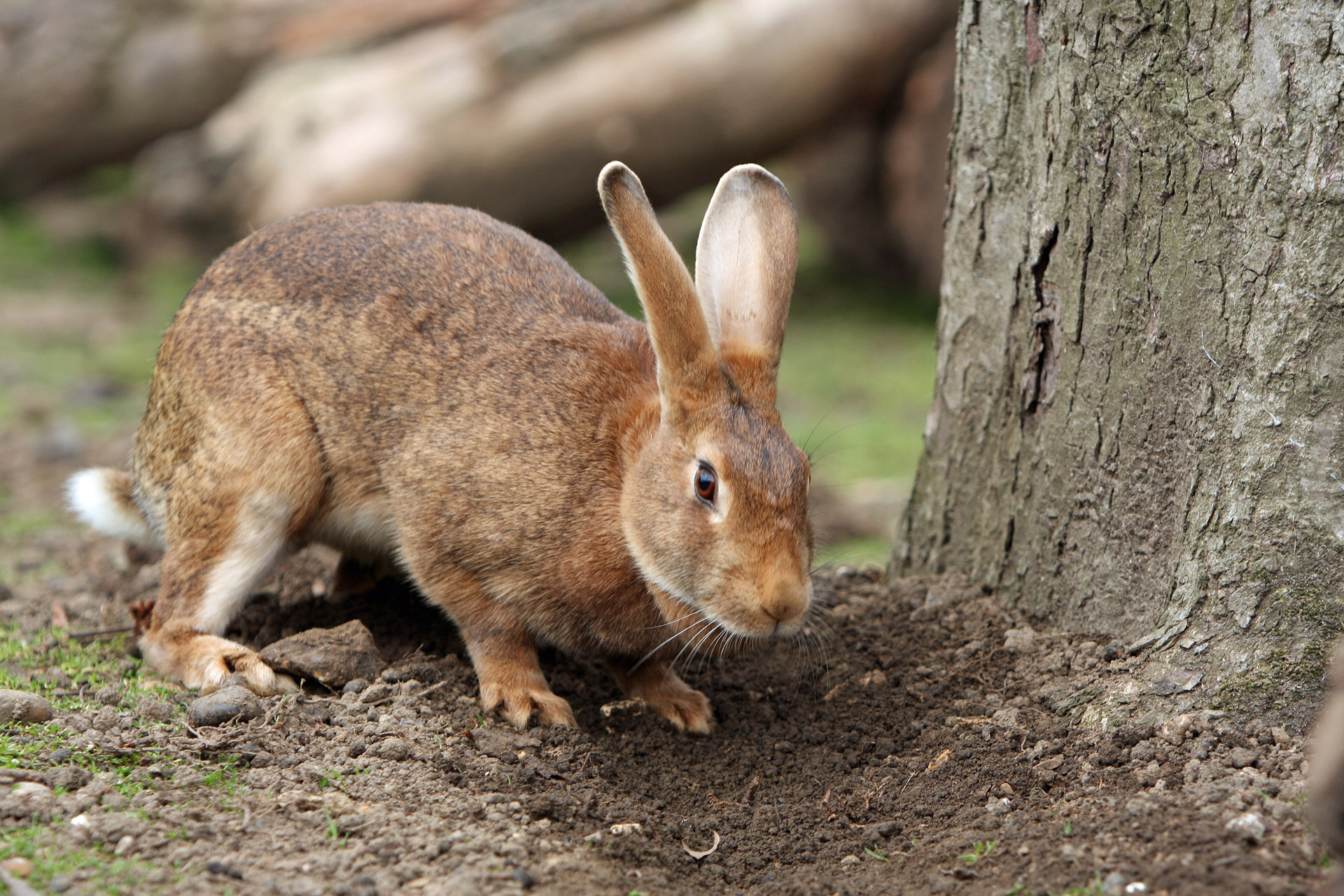 pet-bunnie-rabbit