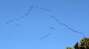birds